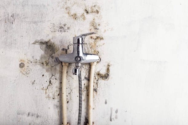 Best Mold Damage Repair  in Mccormick, SC