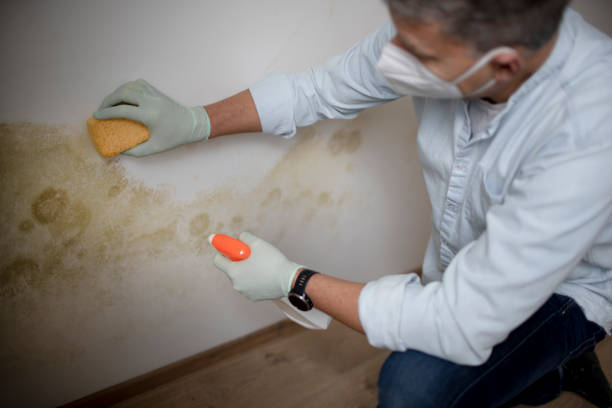 Best Local Mold Removal Service  in Mccormick, SC