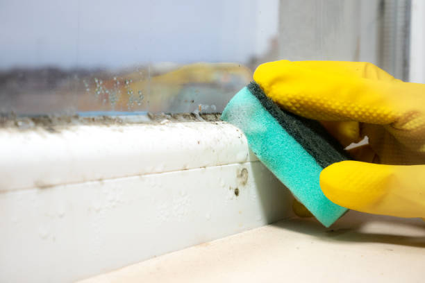 Professional Mold Removal in Mccormick, SC