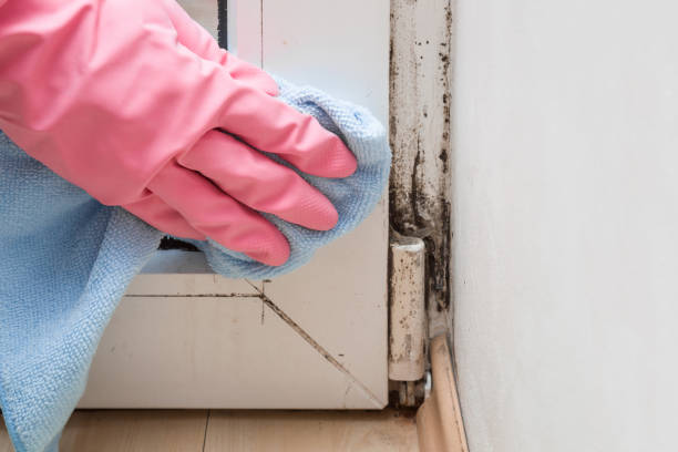 Best Local Mold Removal Service  in Mccormick, SC