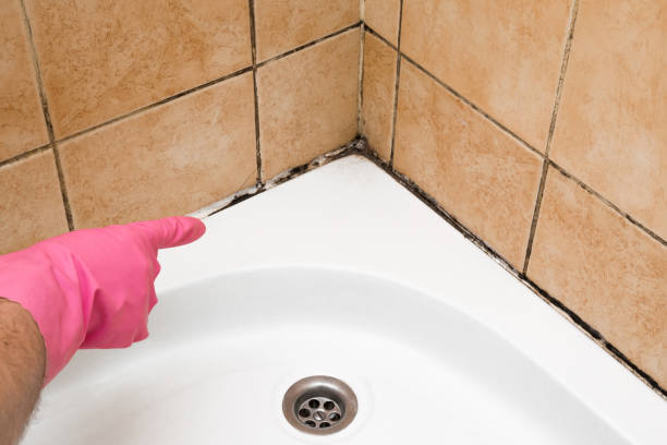 Best Same-Day Mold Removal  in Mccormick, SC